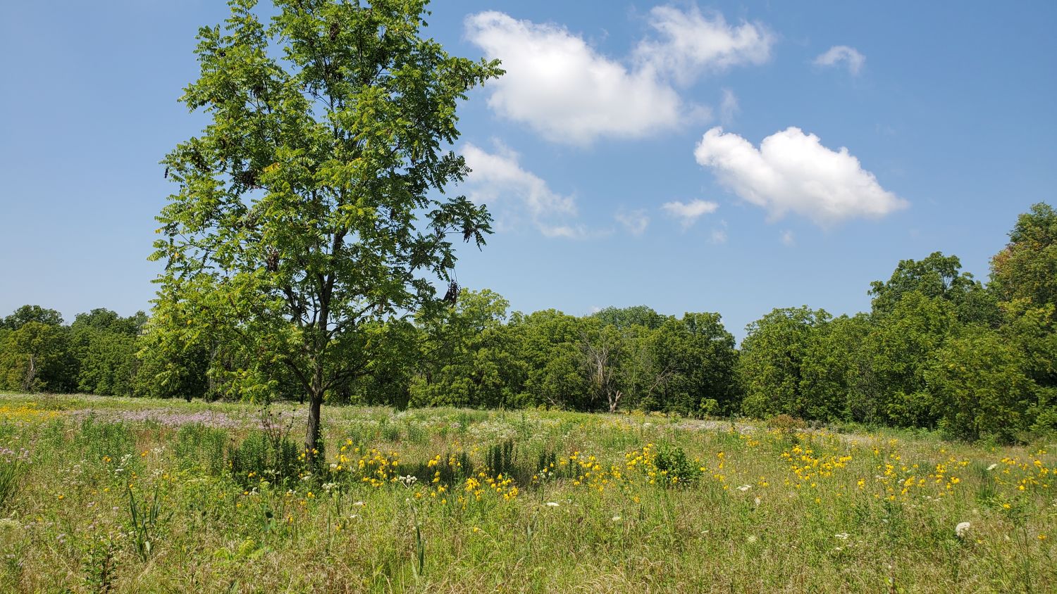 McDowell Grove Forest Preserve 